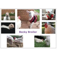 Becky Broiler Postcards #2